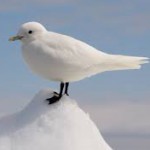 Profile picture of Gull